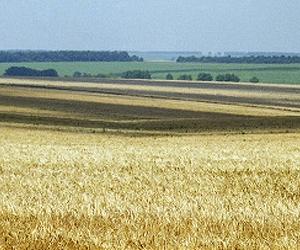 Germany re-opens farms and vows action after dioxin scare