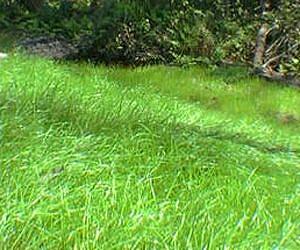 Probing the secrets of the ryegrasses