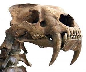 Why You Should Never Arm Wrestle A Saber-Toothed Tiger