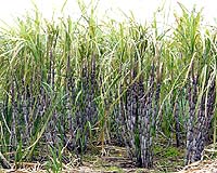 Wild Relatives Sweeten Breeding Program