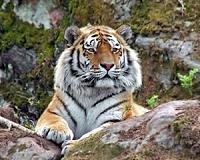 Global wild tiger population to be counted by 2016