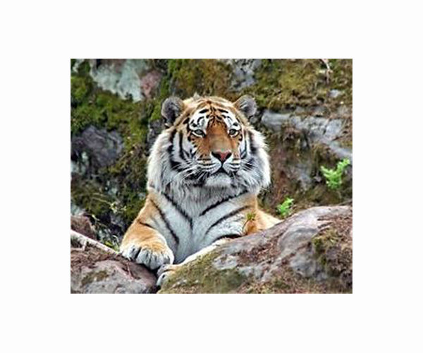 US justice seizes tigers, lions from 'Tiger King' park