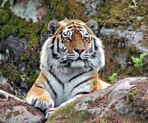 Interpol bid to protect threatened tiger