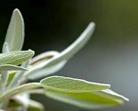 Stolen or farmed, Greek mountain herbs take off