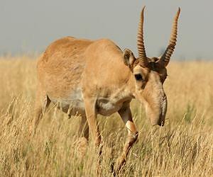 Russian booster 'not the culprit in saiga kill'