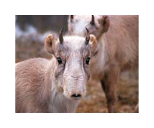 Thousands of rare Saiga antelopes die in Kazakh epidemic