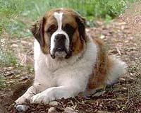 St. Bernard Study Casts Doubt On Creationism