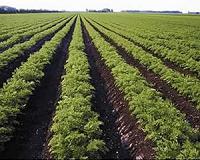 New study shows how existing cropland could feed billions more