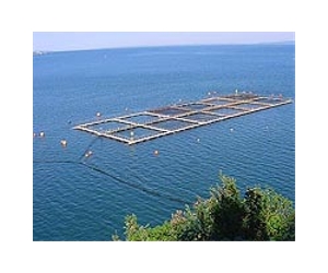 Chile plans deepwater salmon farm