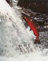 Mass Escape From Fish Farms In Norway Threatens Wild Salmon