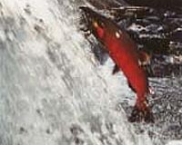Invasives Threaten Salmon In Pacific Northwest