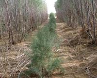 In Lebanon, climate change devours ancient cedar trees