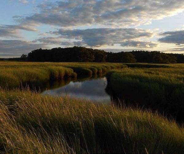 Plastic-eating fungi found in Chinese coastal salt marshes