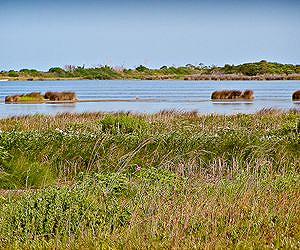 Salt marsh sediments help gauge climate-change-induced sea level rise