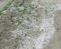 Saltwater Solution To Save Crops