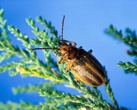 Satellite Spies On Tree-Eating Bugs