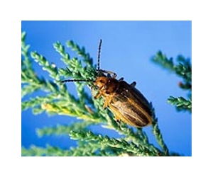 Tamarisk biocontrol efforts get evolutionary boost