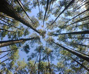 Spring may come earlier to North American forests