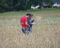 Magic cover crop carpet