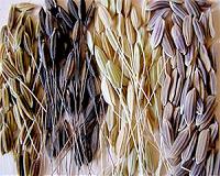 Silicon: An important element in rice production