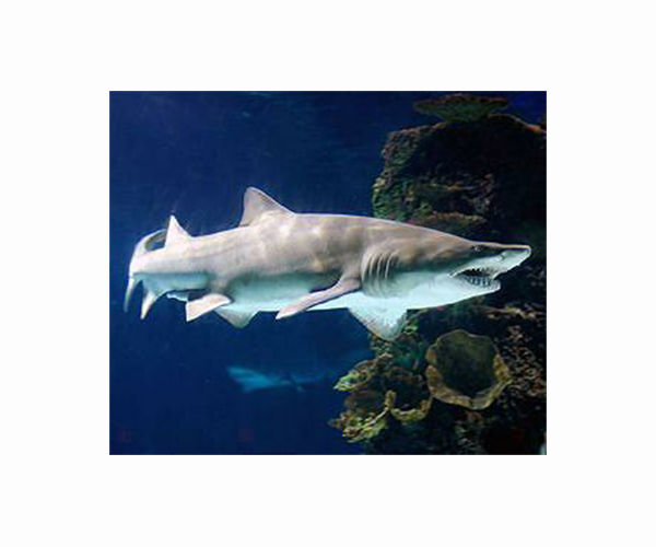 British scientists appeal for return of head of rare shark washed up on beach