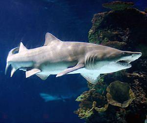 Opponents fail to overturn shark protection deal