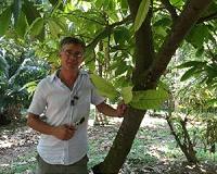 Scientists date the origin of the cacao tree to 10 million years ago
