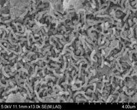 SAR11, oceans' most abundant organism, has ability to create methane
