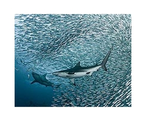 How a fish broke a law of physics