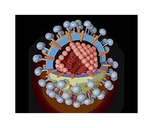 SARS-like viruses can jump from bats to humans: study