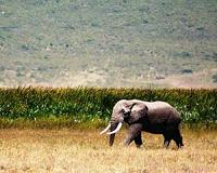 Elephants: the forgotten giants at Africa-China summit