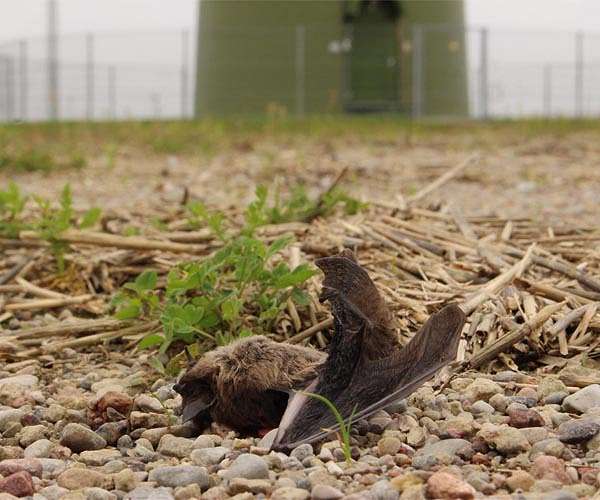 US bat decline triggered pesticide surge, 1,300 baby deaths: study