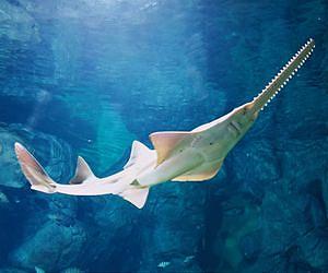 Sawfishes sure can wield a saw