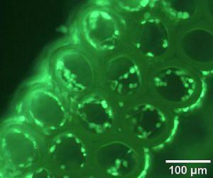 Study Finds Natural Compound Can Be Used for 3-D Printing of Medical Implants