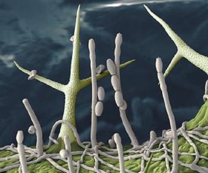 The Dilemma Of Plants Fighting Infections