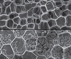 Plants exhibit a wide range of mechanical properties