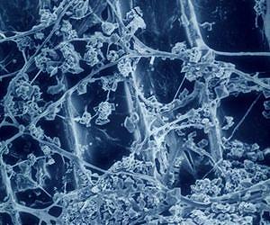 Fungal Analysis Reveals Clues for Targeted Biomass Deconstruction