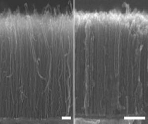 Densest array of carbon nanotubes grown to date