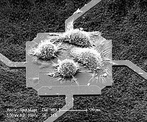 Microsensors Offer First Look At Whether Cell Mass Affects Growth Rate