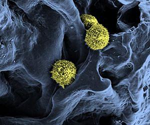 KIT Researchers Develop Artificial Bone Marrow
