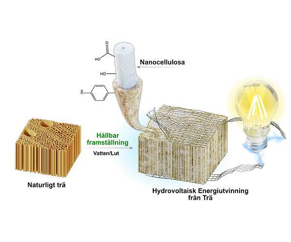 Researchers harvest electricity from wood soaking in water
