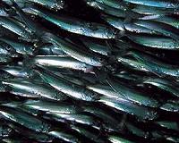 Global powers sign declaration on sustainable fishing