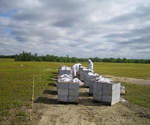 Common agricultural chemicals shown to impair honey bees' health