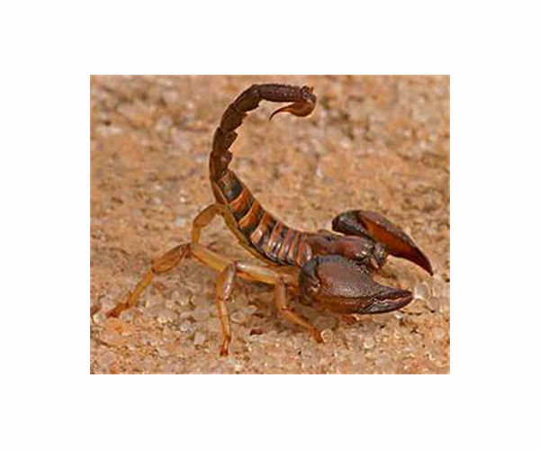 Scorpion Pincers and Stingers Fortified With Metals Tuned To How Each Species Hunts