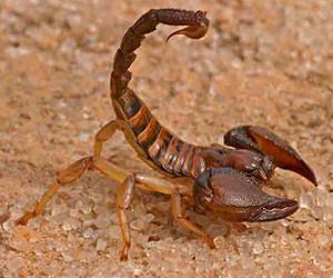 Scorpion venom bad for bugs but good for pesticides