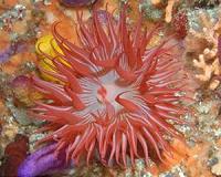 Simple sea anemones not so simple after all
