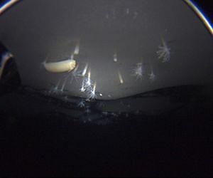 New sea anemone species discovered in Antarctica