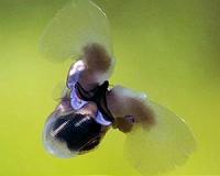 Arctic biodiversity under serious threat from climate change