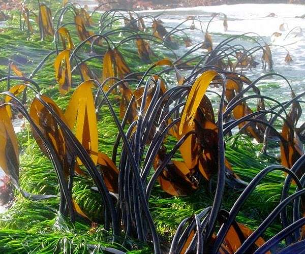 Seagrass 'Neptune balls' bundle plastic waste