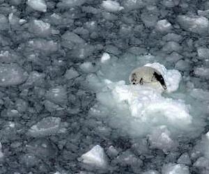 Declining sea ice strands baby harp seals